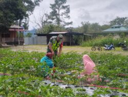 Babinsa Berikan Motivasi Dan Bantu Secara Langsung Merawat Tanaman Cabai