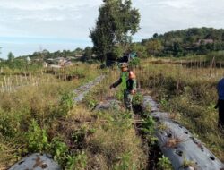 Babinsa Koramil 08/SB Bantu Warga Olah Lahan Pertanian di Desa Wihni Durin 