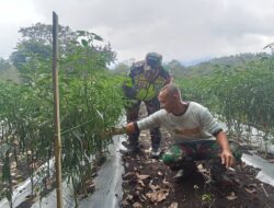 Bantu Merawat Tanaman Cabai, Babinsa Dorong Warga Berinovasi Dalam Mendukung Ketahanan Pangan