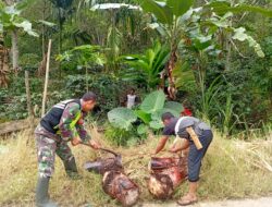 Wujud Kepedulian Babinsa Melaksanakan Kegiatan Gotong Royong di Desa  Pilar Weh Kiri 