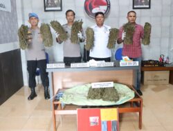 Polres Langsa Amankan 10 Kilogram Ganja, 3 Tersangka Berhasil Ditangkap