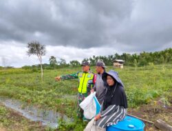 Komsos Bersama Petani, Babinsa Beri Dorongan Semangat Dan Motivasi