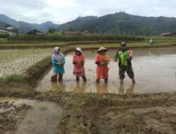 Babinsa Turun Ke Sawah Bantu Kelompok Tani Menanam Padi.