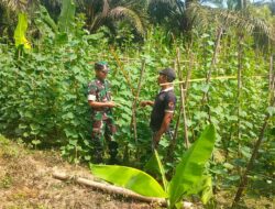 Kerja Bareng: Babinsa dan Petani Arul Pinang Panen Timun untuk Penuhi Pasar Tradisional