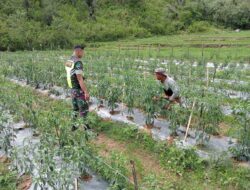 Wujudkan Petani Produktif, Babinsa Laksanakan Pendampingan Dan Bantu Petani Merawat Cabai