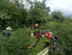 Petani Tersenyum, Babinsa Bantu Panen Cabe Merah