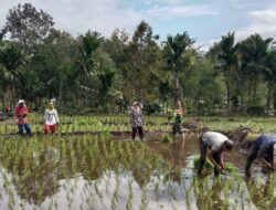 Dukung Ketahan Pangan, Babinsa Koramil 03/TG Turun Ke Sawah