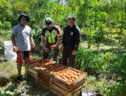 Babinsa Dampingi Petani Panen Tomat, Langkah Nyata Wujudkan Ketahanan Pangan