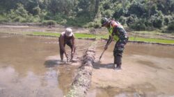 Babinsa Koramil 01/Bandar Bersama Warga Siapkan Lahan Padi