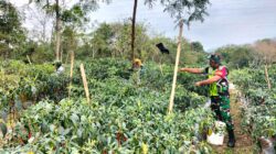 Babinsa: Bantu Petani Panen Cabe Merah di Wilayah Binaan