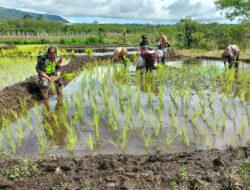 Musim Tanam Telah Tiba, Babinsa Terjun Ke Sawah Bantu Menanam Padi