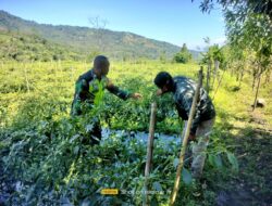 Peran Babinsa Koramil 08/SN Dalam Meningkatkan Ketahanan Pangan