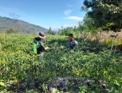 Babinsa Koramil 08/SN Dampingi Petani Cabai Dukung Ketahanan Pangan di Desa Mulia Jadi