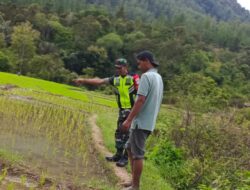 Pantau Perkembangan Padi Babinsa Koramil 05/Linge Turun ke Sawah