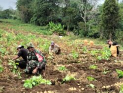 Babinsa Bantu Panen, Bentuk Dukungan Mewujudkan Ketahanan Pangan