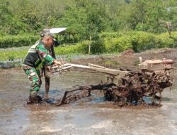 Babinsa turun langsung ke sawah Bantu Petani Bajak Sawah Dengan Traktor