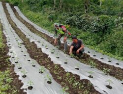 Babinsa Koramil 08/SN Bantu Petani di Desa Pilar