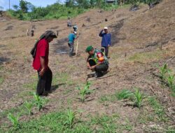 Gotong Royong Aparatur Kampung Tembolon dan Babinsa Dukung Ketahanan Pangan
