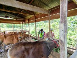 Komsos dengan Peternak Sapi, Babinsa Berharap Peternakan di Wilayah Bisa Berkembang.