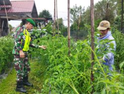 Anjangsana Ke Desa, Babinsa Bantu Masyarakat Merawat Tanaman Tomat