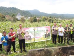 Panen Raya Jagung Serentak Tahap I Di Bener Meriah Dukung Ketahanan Pangan Nasional