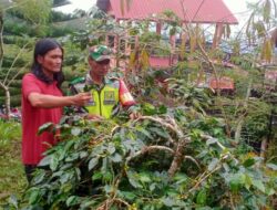 Dukung Perekonomian Warga, Babinsa Dampingi Petani Rawat Kopi