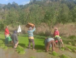 Babinsa Bantu Petani Cabut Bibit Padi Siap Tanam