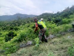 Babinsa Koramil 08/SN Bantu Petani Panen Cabai di Lut Jaya