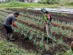 Babinsa Koramil 08/Silih Nara Bantu Petani Daun Bawang di Desa Pilar