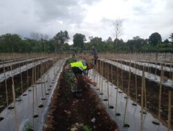 Rilis Pers Babinsa Koramil 08/Silih Nara Dampingi Petani Cabai Untuk Dukung Ketahanan Pangan