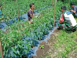 Anjangsana Ke Kebun Cabai Warga, Babinsa Semangati Petani