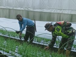 Wujudkan Ketahanan Pangan, Babinsa Ajak Petani Berinovasi Menggunakan Sistem Modern