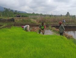 Tak Segan Babinsa Turun Kesawah Bantu Petani Cabut Bibit Padi Siap Tanam