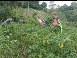 Prajurit Koramil 08/Silih Nara bantu warga panen cabai di Desa Pantan Bener
