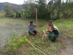 Pantau Perkembangan Padi, Babinsa Koramil 03/Pegasing Turun ke Sawah