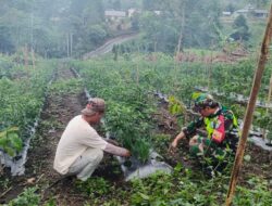 Babinsa Sambangi Petani Di Ladang, Wujud Keseriusan Meningkatkan Hasil Pertanian