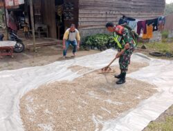Bantu Warga Jemur Kopi, Upaya Babinsa memberikan Pembinaan Pertanian Komoditas Unggulan