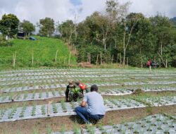 Babinsa Koramil 08/Silih Nara Bantu Petani Cabut Gulma di Lahan Bawang Merah