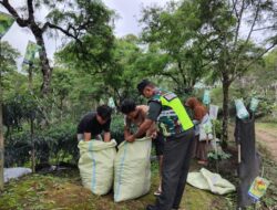 Bantu Petani Panen, Wujud Kebersamaan Babinsa Bersama Warga Di Wilayah Binaan