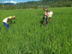 Babinsa Bantu Warga Semprot Hama Tanaman Padi