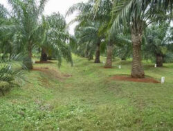 Klarifikasi Terkait Berita Oknum Brimob Meresahkan Masyarakat di Sekitar Kec. Indra Makmur, Wilayah HGU PT. Bahari