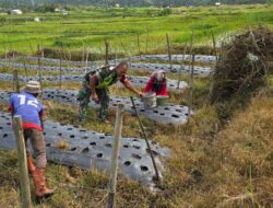 Dukung Ketahanan Pangan, Babinsa Tanam Bawang Merah