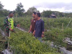 Dukung Ketahanan Pangan, Babinsa Sambangi Petani Cabai