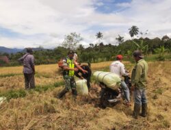 Sertu Dodi Suhendra Turun Langsung Bantu Petani Panen Padi