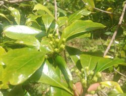 Pemerintah Daerah Wajib Memperjuangkan Harga Jual Cengkeh di Simeulue untuk Kelanjutan  Nasib Petani Cengkeh Kedepan