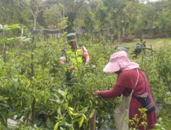 Babinsa Dan Warga Panen Cabai Bersama