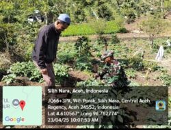 Babinsa Koramil 08/Silih Nara Bantu Warga Bersihkan Tanaman Kentang 