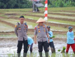 Kapolda Lampung Hadiri Gerak Tanam Raya Padi Serentak, Dukung Ketahanan Pangan Nasional