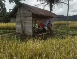 Jelang Panen Raya, Babinsa Turun Langsung Ke Sawah Sambangi Petani