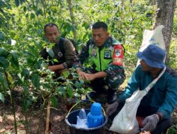 Tidak Mengenal Tempat, Babinsa Komsos Bersama Warga Di Kebun